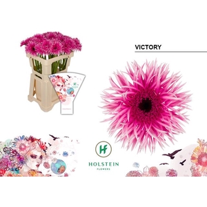 Gerbera Spider Victory Water x40