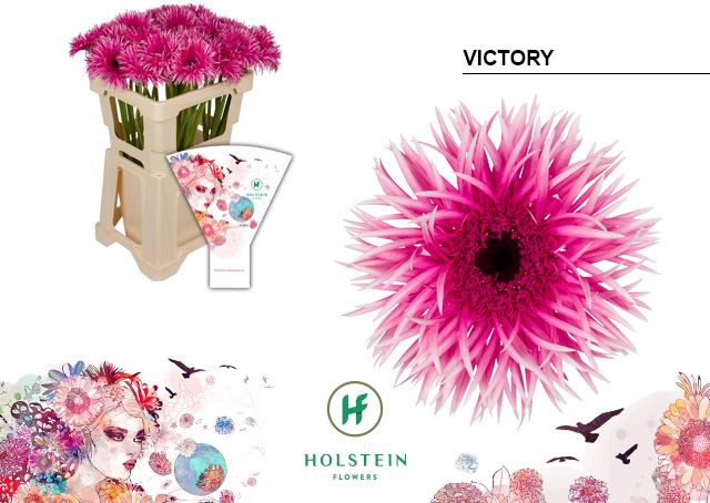 <h4>Gerbera Spider Victory Water x40</h4>