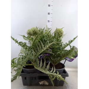 Cynara scolymus
