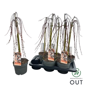 SALIX CAP KILMARNOCK