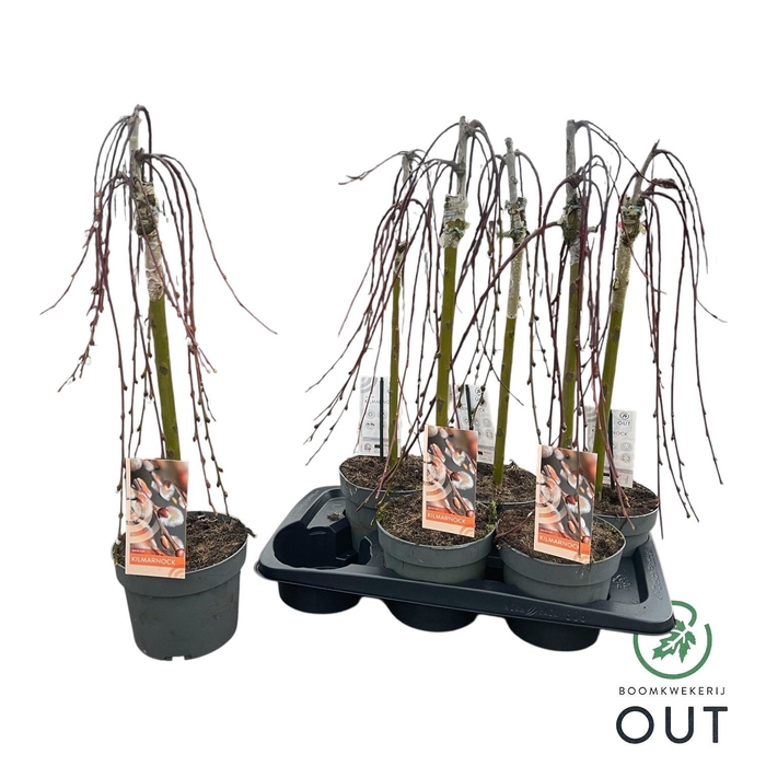 <h4>SALIX CAP KILMARNOCK</h4>