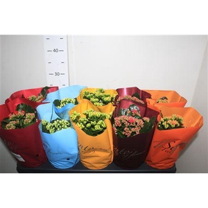 Kal Ge Gem P12 Tisento