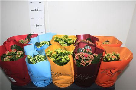 <h4>Kal Ge Gem P12 Tisento</h4>