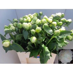 PAEO L BRIDAL SHOWER