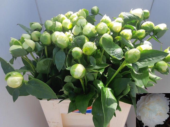 <h4>PAEO L BRIDAL SHOWER</h4>