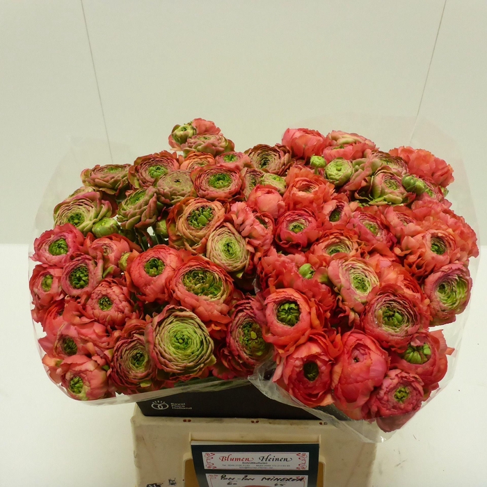 <h4>Ran Pompon Minerva</h4>