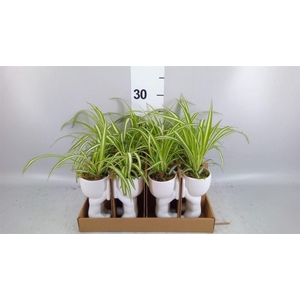 Arr.   Kamerplant Groen L%