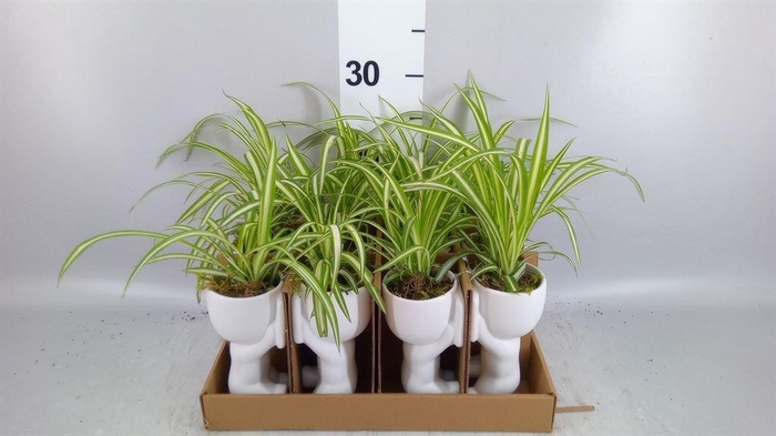 <h4>Arr.   Kamerplant Groen L%</h4>