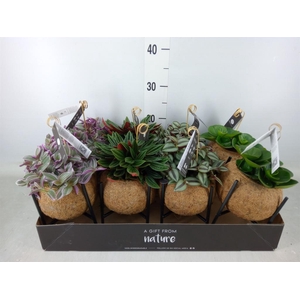 Planten Groen   ...mix  3