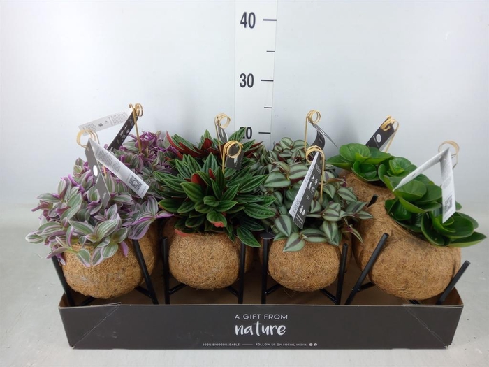 <h4>Planten Groen   ...mix  3</h4>