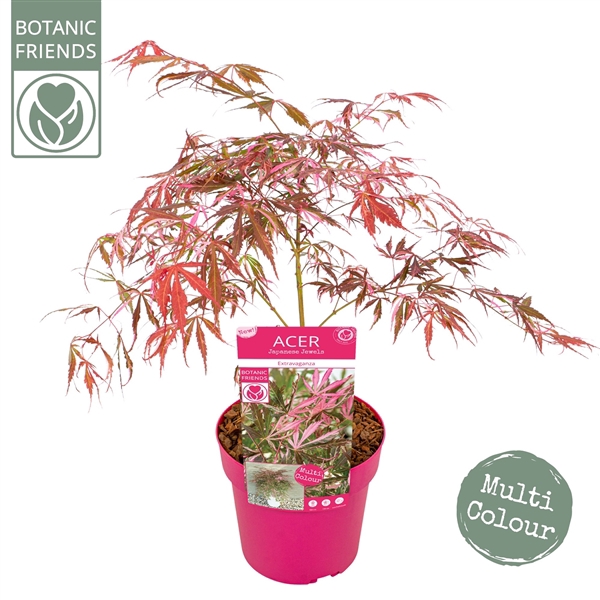 <h4>Acer palm. 'Extravaganza'</h4>