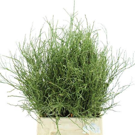 <h4>Vaccinium Myrtillus</h4>