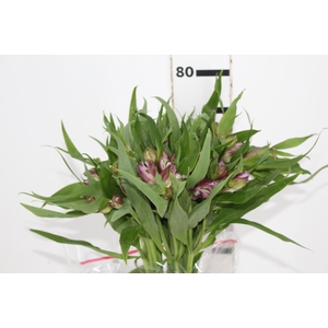 ALSTROEMERIA FLORENTINA 080 CM