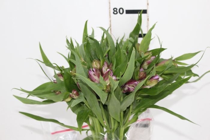 <h4>ALSTROEMERIA FLORENTINA 080 CM</h4>