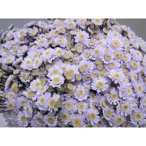 Chr T Stallion Sweet Milka