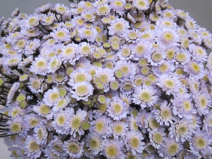 <h4>Chr T Stallion Sweet Milka</h4>