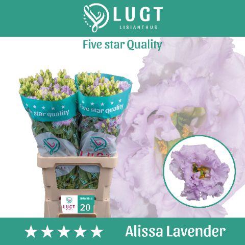 <h4>Lisianthus Alissa Lavender</h4>