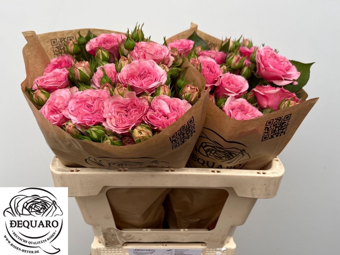 <h4>R TR MARIATHERESIA</h4>