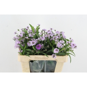VERBENA RIGIDE POLARIS
