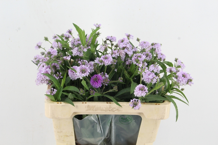 <h4>VERBENA RIGIDE POLARIS</h4>
