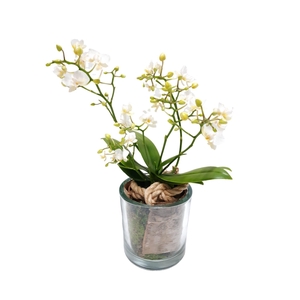 Arr.   Kamerplant Groen H%