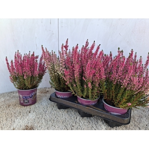 CALLU BL  MICHELLE