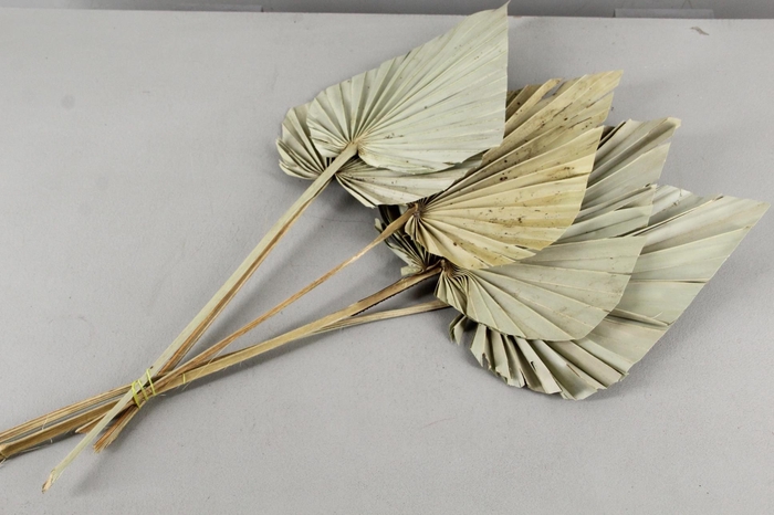 <h4>DF Palm Spear Large Natural</h4>