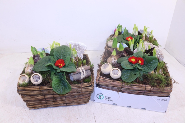 <h4>ARR TUINPLANTEN</h4>