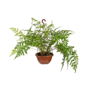 RUMOHRA ADIANTIFORMIS VARIEGATA C21