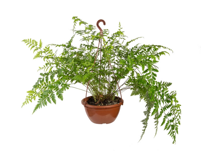 RUMOHRA ADIANTIFORMIS VARIEGATA C21