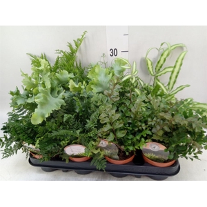 Ferns   ...mix