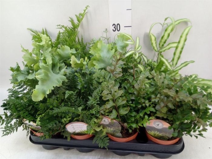 <h4>Ferns   ...mix</h4>