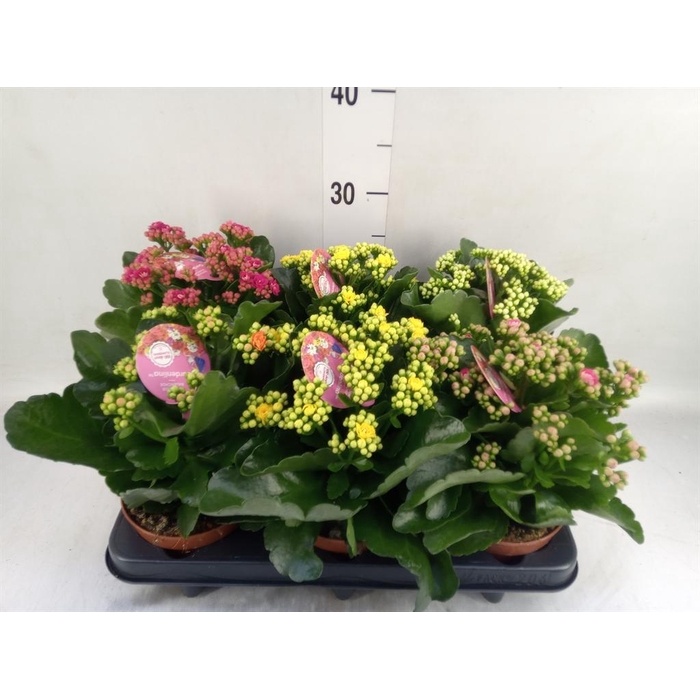 <h4>Kalanchoe blos. 'Gardenlina'  ..mix</h4>