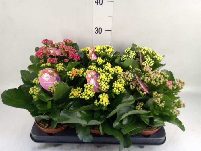 Kalanchoe blos. 'Gardenlina'  ..mix