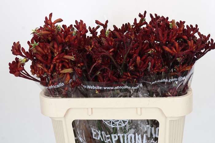 <h4>Anigozanthos Early Spring</h4>