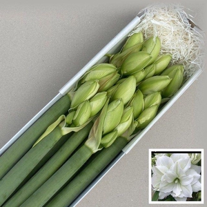 HIPPEASTRUM DG 'WIMBLEDON'