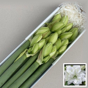 HIPPEASTRUM DG 'WIMBLEDON'