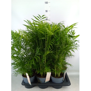 Chamaedorea elegans