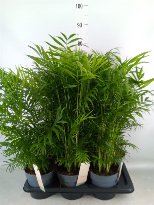 <h4>Chamaedorea elegans</h4>