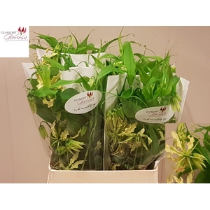 GLORIOSA TWIN COLOUR