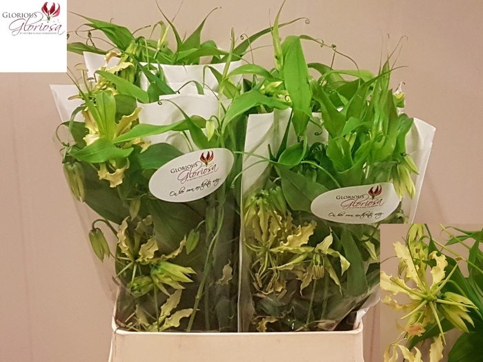 <h4>GLORIOSA TWIN COLOUR</h4>