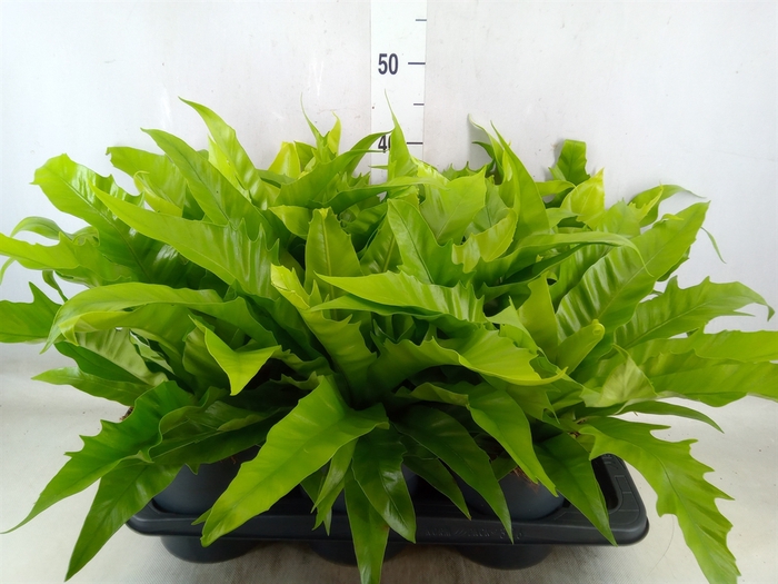 <h4>Ferns   ...</h4>