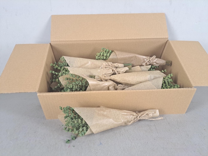 <h4>PF Lavendel Green</h4>