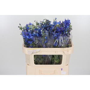 Delphinium Donna