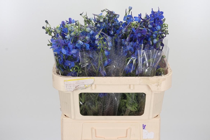 <h4>Delphinium Donna</h4>