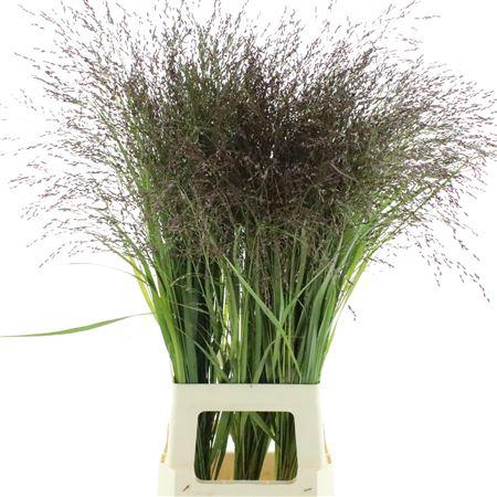 <h4>Panic Vi Warrior</h4>