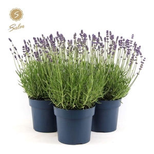 Lavandula ang. 'Felice Premium Provence'® P19