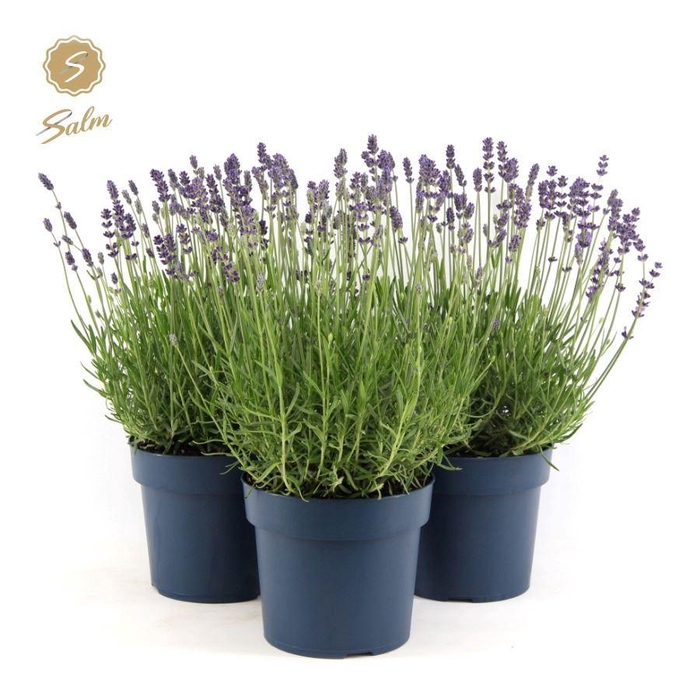 <h4>Lavandula ang. 'Felice Premium Provence'® P19</h4>