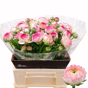 RAN EL WHITE SFUMATO