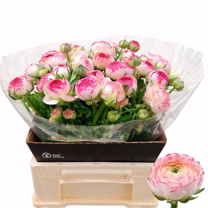 <h4>RAN EL WHITE SFUMATO</h4>